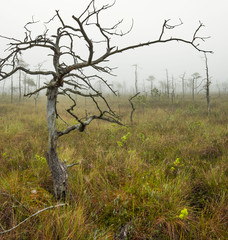Fototapeta premium A tree in the swamp. Misty sunrise