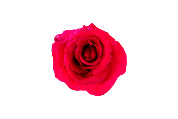 Red rose flowers blooming with water drops top view isolated on white background.