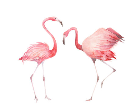 Watercolor flamingos set. Hand drawn birds isolated on white background. © natikka