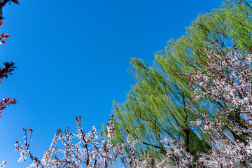 Spring peach blossom apricot sakura  flower