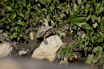 Naklejka premium A turtle warms up from the sun's rays on the edge of a canal