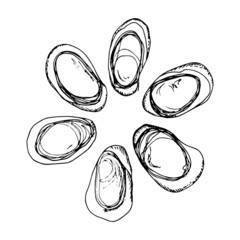 clams seafood. sketch isolated on white background
