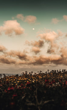 K&uuml;stenlandschaft auf Sizilien / Italien mit Blumen in Vordergrund und Wolken am Himmel bei Abendrot / Sonnenuntergang