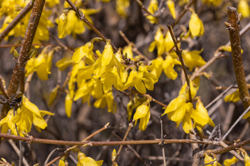 Yellow flowers on a bush in the sun in early spring.