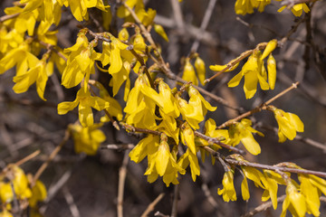 Yellow flowers on a bush in the sun in early spring.