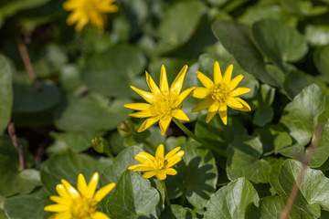 Yellow ficaria verna flowers in early spring.