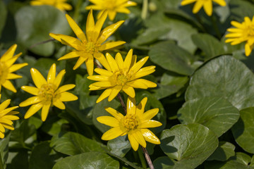 Yellow ficaria verna flowers in early spring.