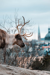 Reindeer at the rocky cliff looking at Stockholm city. Landscape with red deer with city on the background. Deer standing on the cliff.