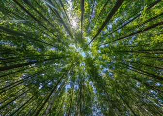 Trees in the forest, bottom view, birch and poplar with thin trunks and green foliage, tree tops against the sky. Forest landscape. - obrazy, fototapety, plakaty