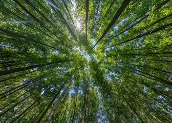 Zelfklevend Fotobehang Trees in the forest, bottom view, birch and poplar with thin trunks and green foliage, tree tops against the sky. Forest landscape. © dmitriizotov