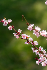Fototapeta premium Spring peach blossom apricot sakura flower