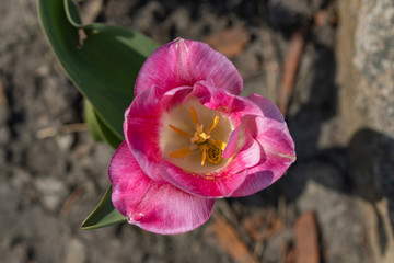 Flower of a pink tulip in the park.