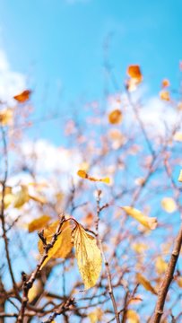 Autumn Yellow leaves over blue sky nature background.