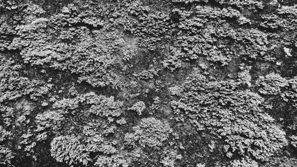 Close up Lichen on old stone wall texture background . Black and white color.
