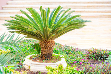 Beautiful stunted dwarf palm trees with automatic watering system.