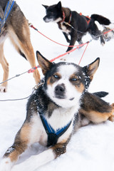 Schlittenhund, blaue Augen, Schnee