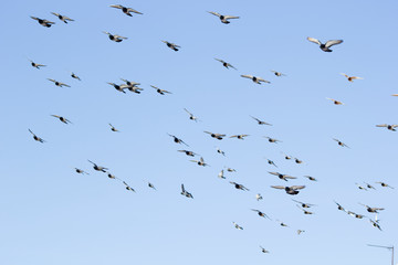 A large flock of pigeons flies in the blue sky. It can be used as a background. Selective focus.