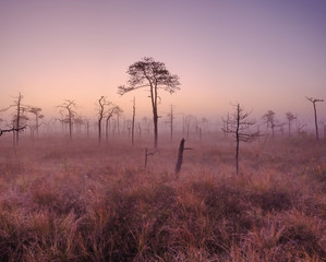 Obraz na płótnie Canvas Magical dawn in the swamp