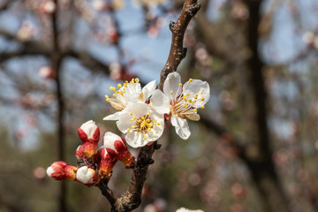 White flowers of apple tree in spring.