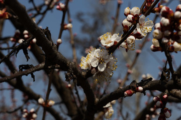 White flowers of apple tree in spring.