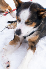 Schlittenhund, Winter, Schnee