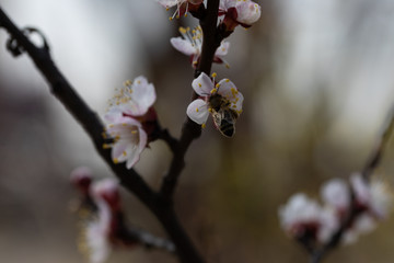 A bee on the white flowers of an apple tree in spring.