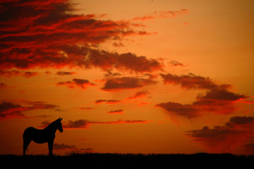 Lonely horse in a backlit meadow with an orange sky background and some clouds.