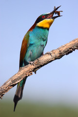 Bee-eater perched on a branch with a bee in its beak on a sunny day with blue sky in the countryside in spring.