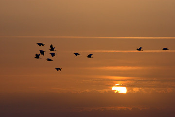 Bando of birds in backlight flying at sunset with an orange sky and the sun behind in spring.