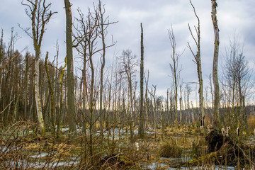 Dead tree trunks in a swamp near Poratz