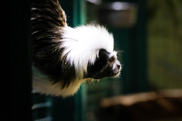 Common marmoset sitting on the tree branch, driftwood branch. Small monkey playing on the trees .Common marmoset at zoo close up. Rainforest monkey, marmoset.