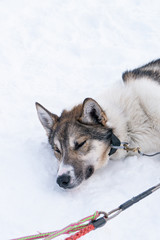 Schlittenhund, Winter, Schnee