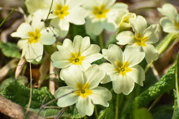 Obraz na płótnie Canvas Primrose, Detail of flower of Primula vulgaris. The common primrose or English primrose, European healthy flowering. Herbal medicine