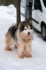Schlittenhund, Winter, Schnee