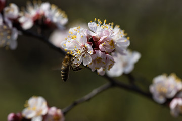 A bee on the white flowers of an apple tree in spring.