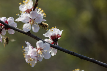 A bee on the white flowers of an apple tree in spring.