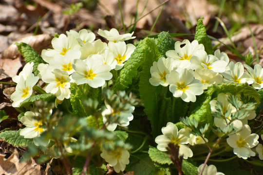 Primrose, Detail of flower of Primula vulgaris. The common primrose or English primrose, European healthy flowering. Herbal medicine