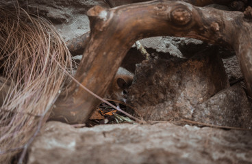 Asian minor spiny mouse close up with driftwood branch. Little brown mouse, tiny mice hiding under the tree branch.