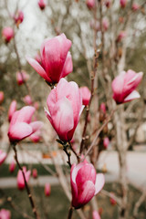 Obraz na płótnie Canvas Pink magnolia big bud, close up. Natural light, vintage color grade