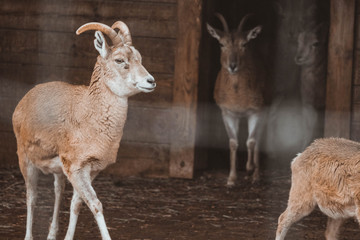 Sichuan blue sheep, gray goat with horns portrait. Blue sheep, goat at park with antlers close up .