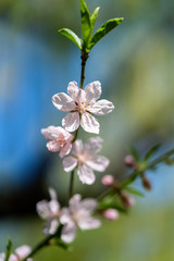Spring peach blossom apricot sakura  flower