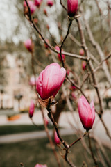Pink magnolia big bud, close up. Natural light, vintage color grade