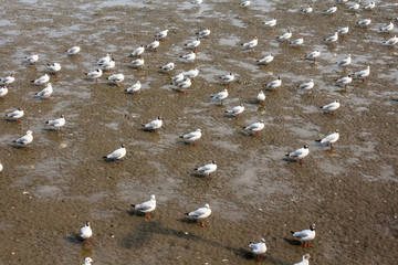 Seagulls standing on the beach at Bangpoo Samut Prakarn Thailand