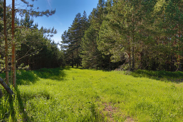 Fototapeta na wymiar pine forest edge sunny summer day