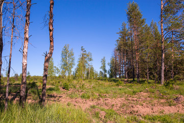 the edge of the forest dug up with moats