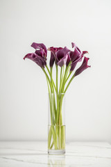 purple Calla lilly flowers in a vase, isolated on a white background, vertical, side view