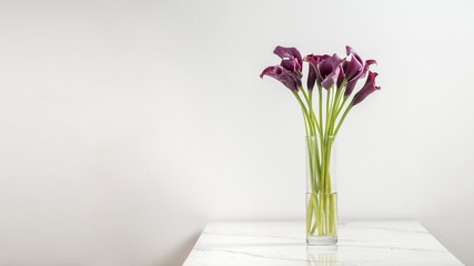 purple Calla lilly flowers in a vase, isolated on a white background, vertical, side view