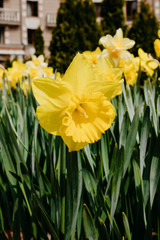 Blooming yellow daffodils or narcissus garden bed close up, natural light, natural colors