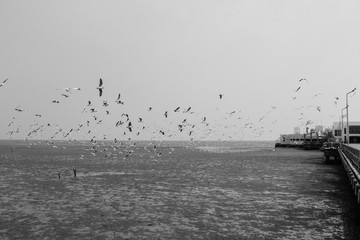 Seagulls flying with blue sky background at Bangpoo Samut Prakarn Thailand