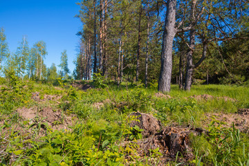 the edge of the forest dug up with moats